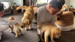 'Considerate golden retriever makes new puppy feel at home '