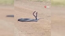 Bingöl'de yol üzerinde yılanların dansı görüntülendi