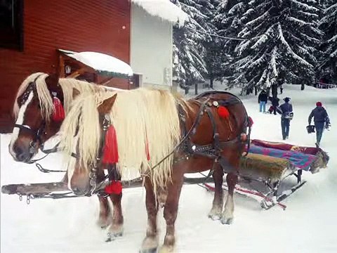 Puiu Nastase - sanie cu zurgalai