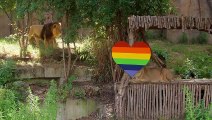 Pride of lions celebrate Pride at ZSL London Zoo Credit: London Zoo