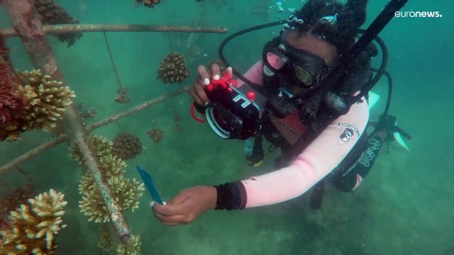Mergulhadores do Quénia tentam restaurar recifes de coral