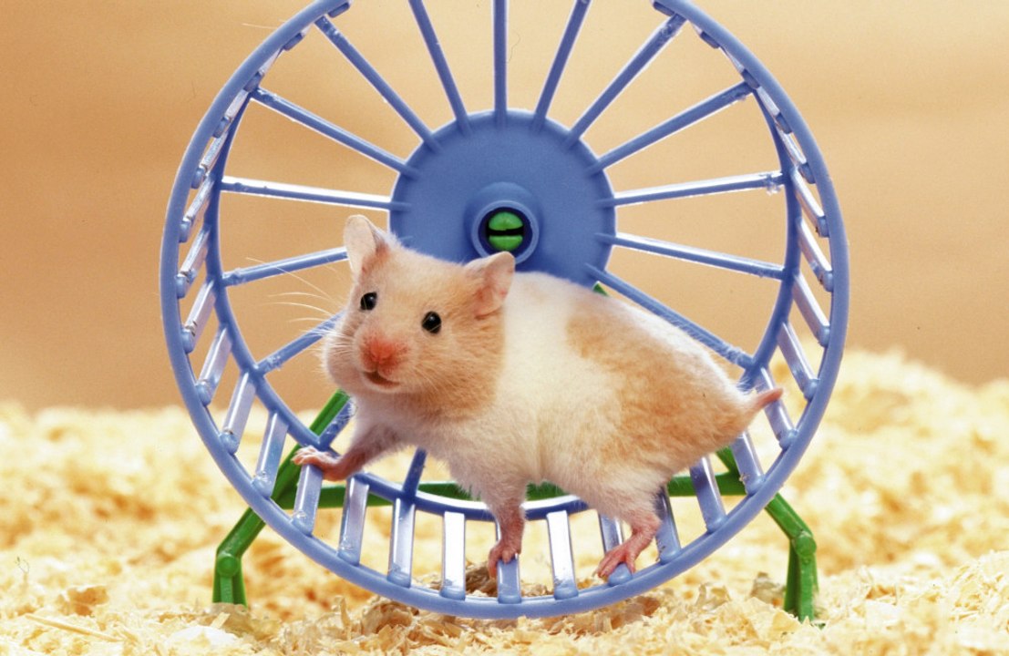 Hamster survives space trip