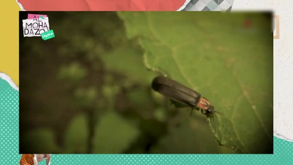 La magia de las luciérnagas - Almohadazo Casero