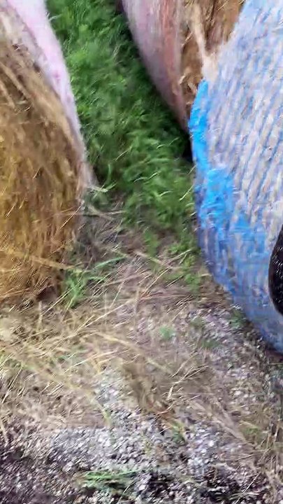 Found a Weird Stick on a Hay Bale
