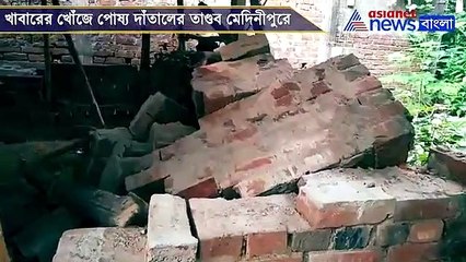 Medinipore elephant rampage