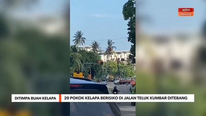Ditimpa Buah Kelapa | 20 pokok kelapa berisiko di Jalan Teluk Kumbar ditebang