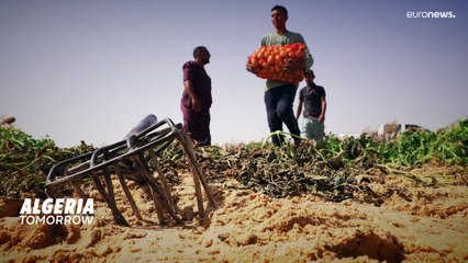 Una región del Sáhara argelino se ha convertido en un centro agrícola internacional