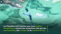 Un jeune influenceur se blesse grièvement après avoir léché une créature marine