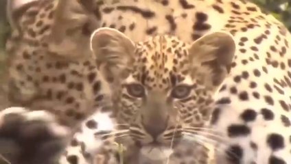 Big Mistake When Eagle Provoked Leopard Cub and the Unexpected _ Mother Leopard Fail
