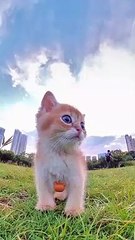 KUCING LUCU, BERLARI-LARI