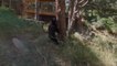 Guy  Chases Bear Cub Away Using Drone