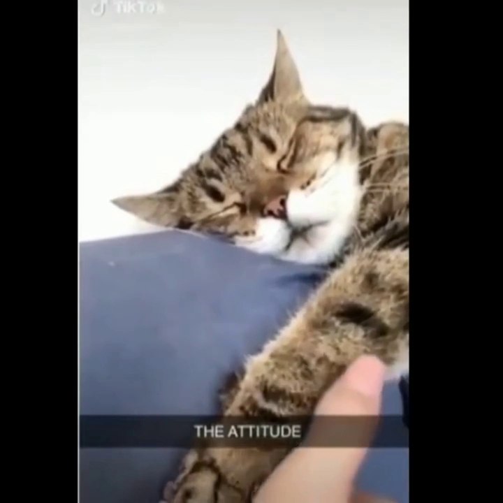 Funny Cats Compilation 2022