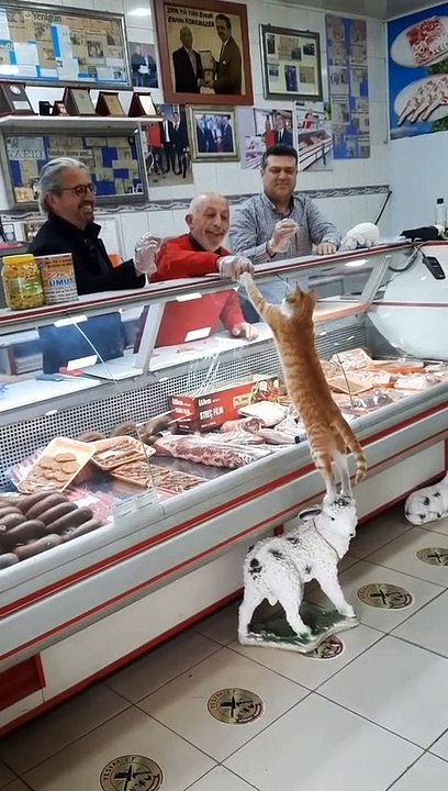Butcher Gives Visiting Kitty a Generous Treat