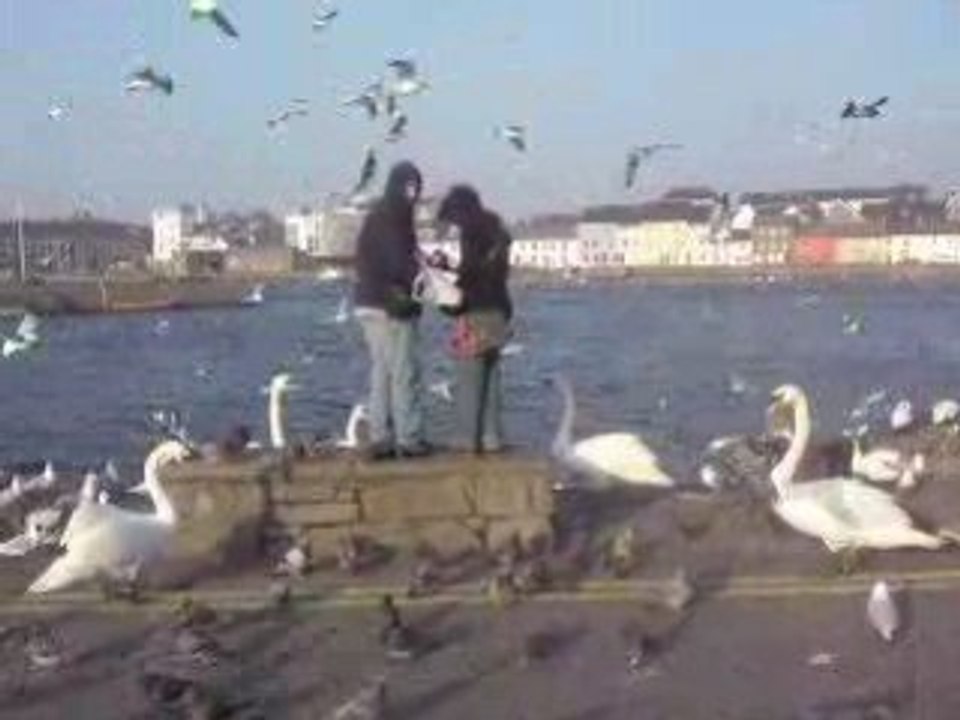 pop, lotte & les cygnes