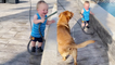 'Adorable baby boy can't stop giggling while playing with his dog with a hose pipe '