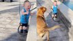 'Adorable baby boy can't stop giggling while playing with his dog with a hose pipe '