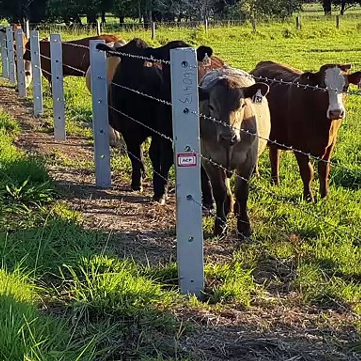 Australian Concrete Posts Gallery