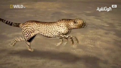 أنا وحش | الفهد الصياد وايلد