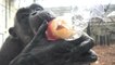 Chimpanzee Enjoys Eating Ice in Bottle During Heatwave