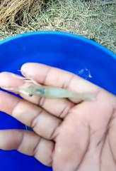 vannamei prawn culture ||  shrimp seed  || Chingri seeds