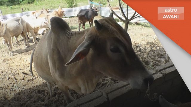 Hari Raya Aidiladha | Sembelihan dibenarkan di semua tempat di Kelantan