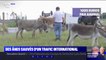 De Tel Aviv à Chartres, 200 ânes sauvés d'un trafic international