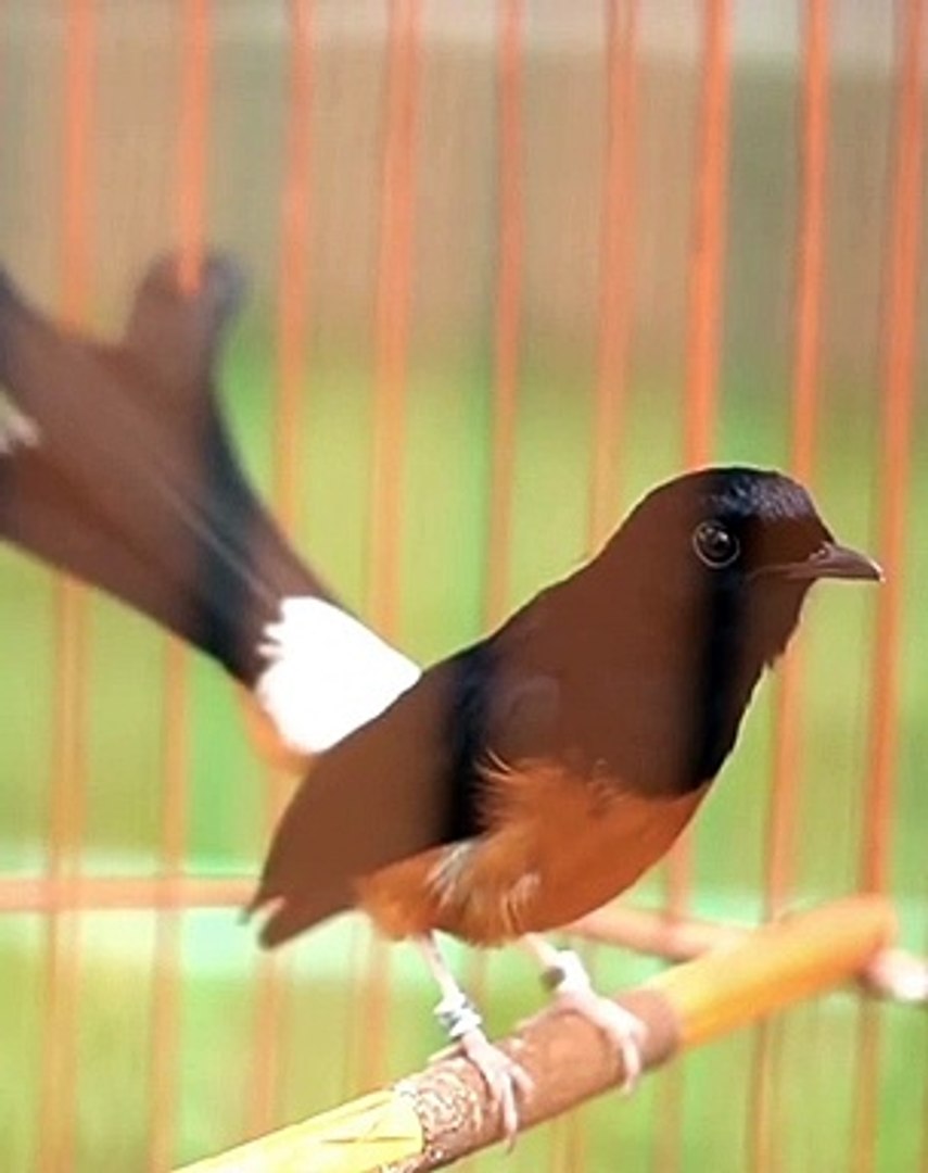 ⁣Suara Burung Kacer | Copsychus saularis Bird Sounds