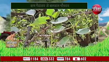 लसोड़ा की फसल पर मौसम की मार, कम पैदावार से बागवान परेशान