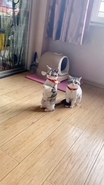 Cute cat funny video