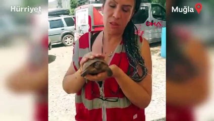 Marmaris orman yangınında çok sayıda hayvan kurtarıldı