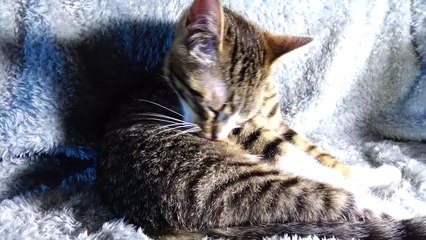 I Wash My Fur Because Cats Are Clean Animals