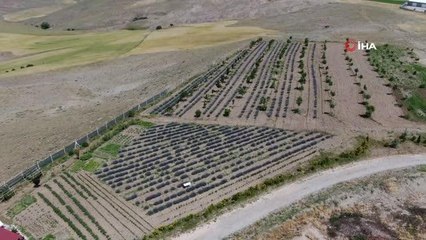 Sivas mor inci hasadı için gün sayıyor