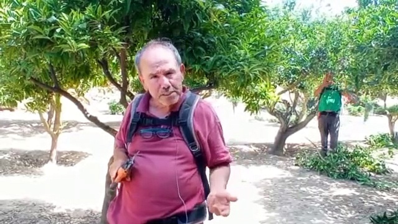 Agrigento, sistemi naturali per combattere gli insetti che attaccano gli agrumi