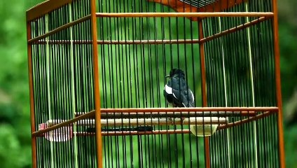 Suara Burung Kacer | Copsychus saularis Bird Sounds