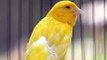 Suara Burung Kenari / Canary