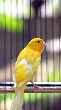 Suara Burung Kenari / Canary
