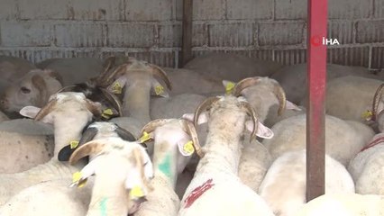 Her bütçeye en uygunu küçükbaş hayvan... Fiyatları 2 bin 500 ile 7 bin lira arasında değişiyor