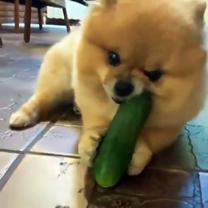 Funny Dog video