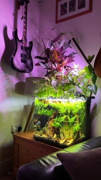 Sesimpel Ini Bikin Aquascape