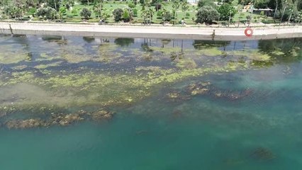 Seyhan Nehri yosunla kaplandı