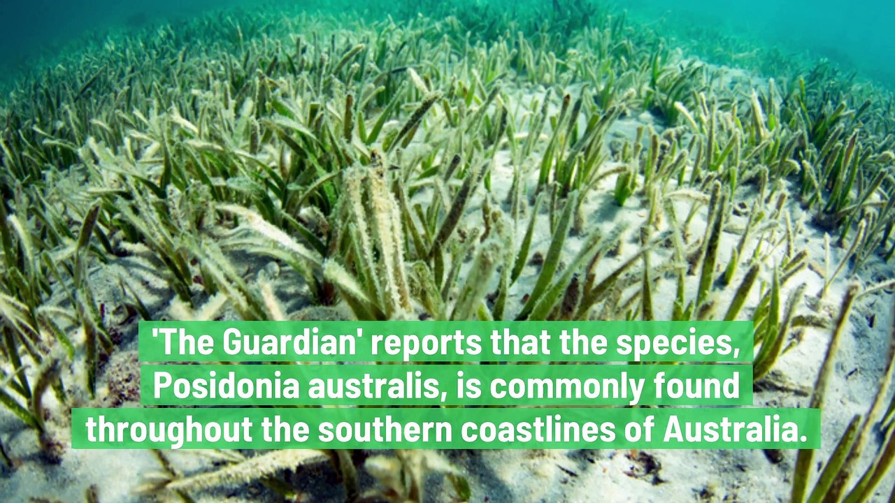 The 'Biggest Plant on Earth' Discovered in Australia
