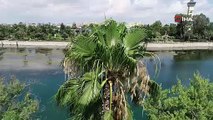 Seyhan Nehri'ni yosunlar istila etti