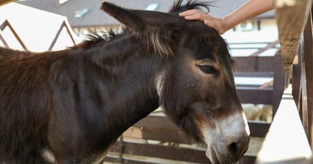 Promise à l'abattoir, une ânesse commence une nouvelle vie remplie d'amour dans un Ehpad