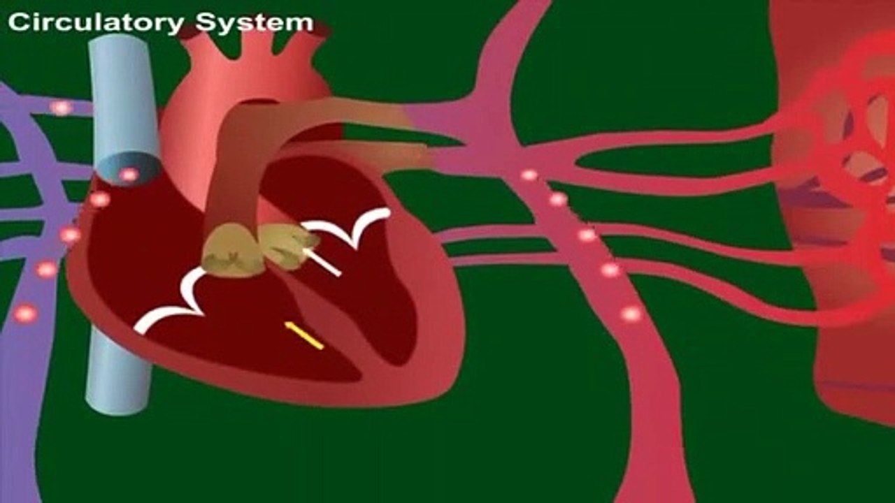 Circulatory System