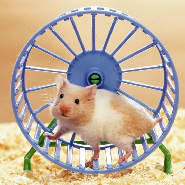 Hamster überlebt Weltraumfahrt