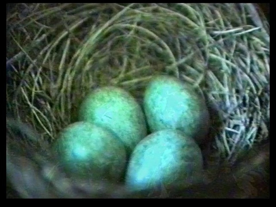 Nid de merles aux Eaux-Claires Grenoble 38100