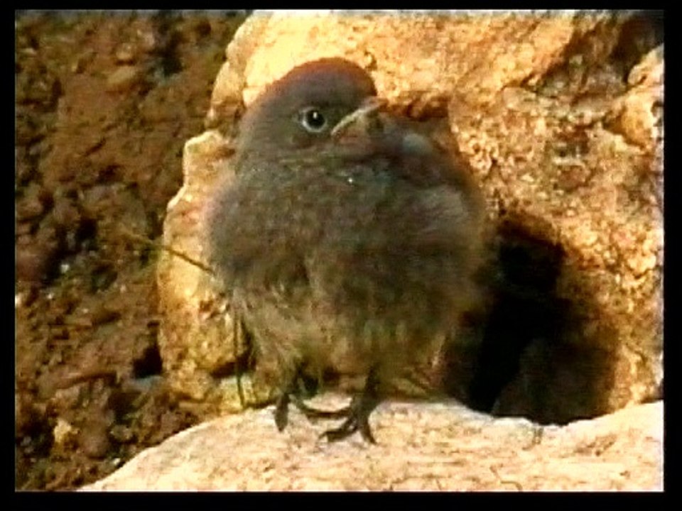 Nids d'oiseaux