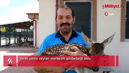 Yaralı yavru ceylan merkezin gözbebeği oldu