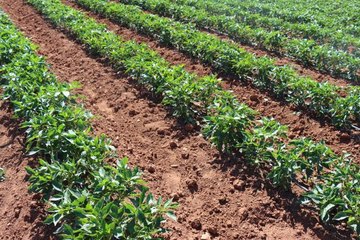 Çiftçiler biber hasadına başladı