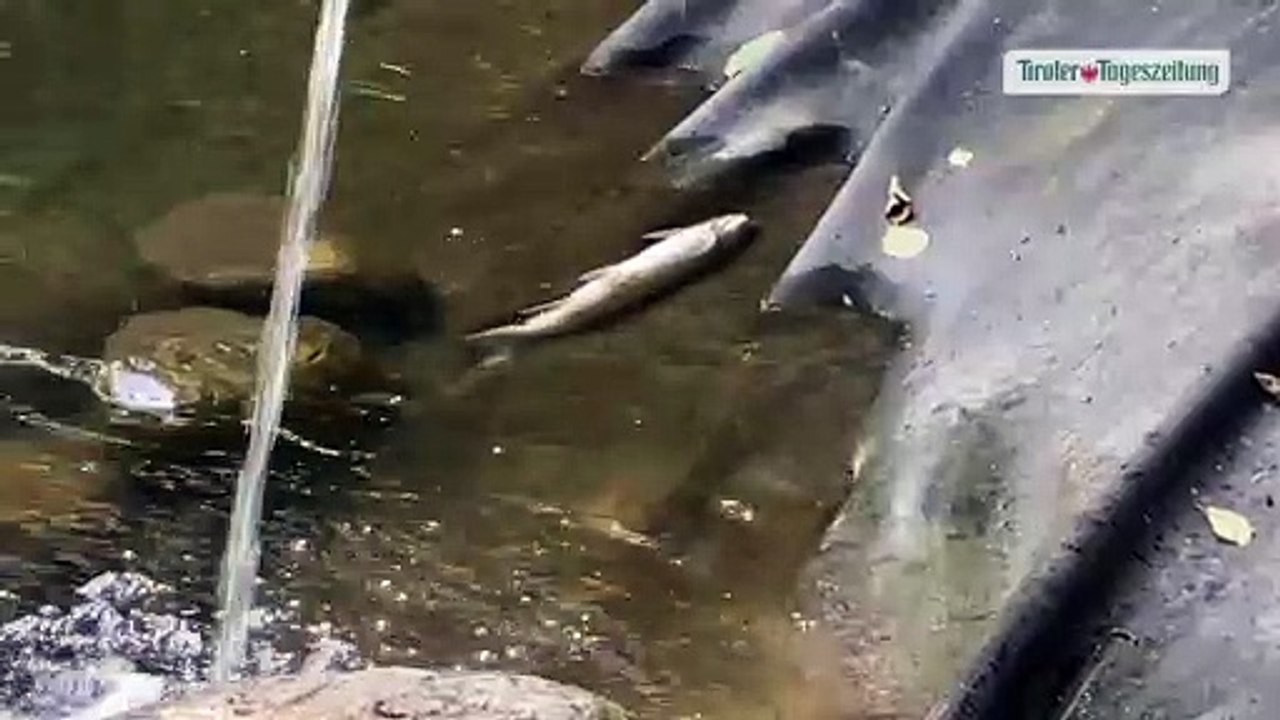 50 Fische in Fügen verendet: Ursache ist unklar